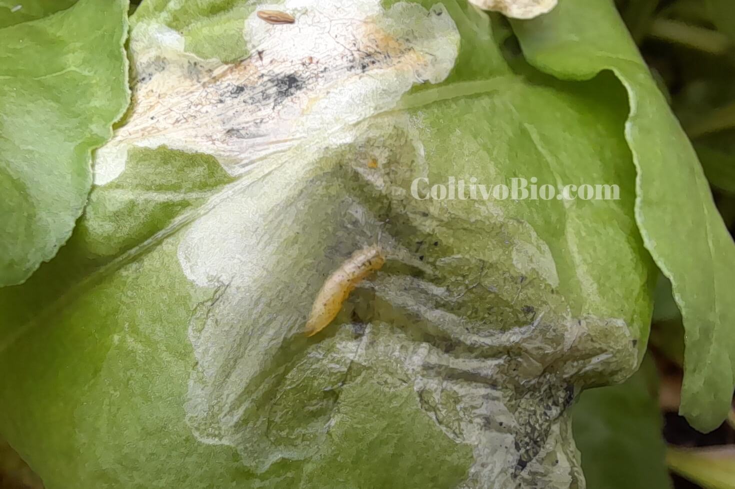 Dettaglio della larva di mosca della bietola all'interno della foglia