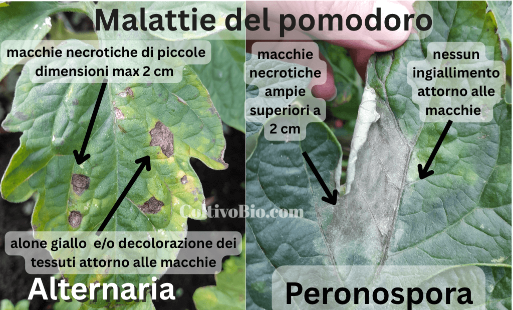 Immagine riassuntiva delle principali differenze tra alternaria e peronospora