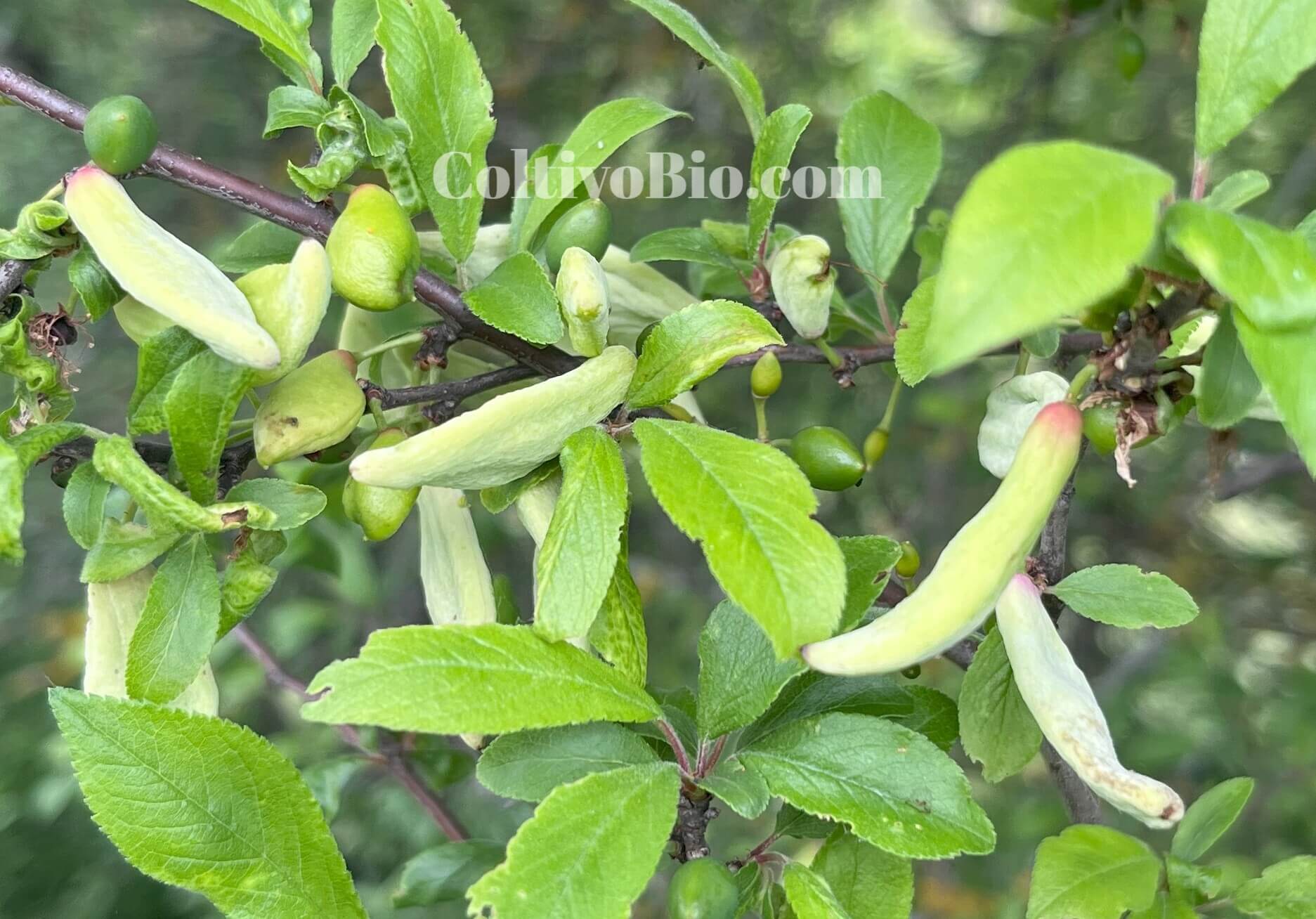 Frutti malformati si susino con i tipici sintomi della malattia dei bozzacchioni