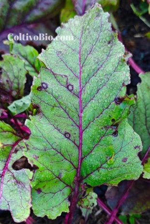 Sintomi di cercospora della bietola su foglia, con le caratteristiche lesioni circolari circondate da alone rosso