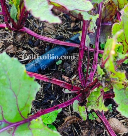 Sintomi di cercospora su piccioli di bietola