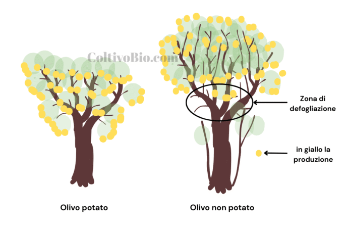 Figura 1- Differenze tra olivo potato e non