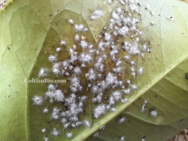 Dettaglio di colonia di aleurodide fioccosa degli agrumi, si notano i pupari