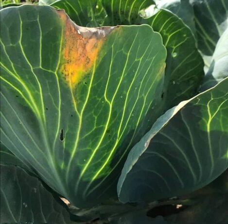 Tipici sintomi di batteriosi delle Brassicacee detto anche marciume nero con la tipica forma a "V"