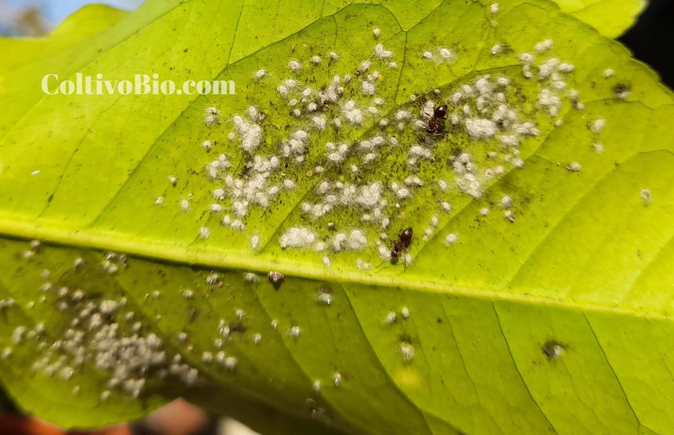 Colonia di aleurodide fioccoso Degli agrumi