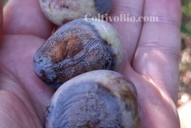 Sintomi di lebbra su frutti di olivo