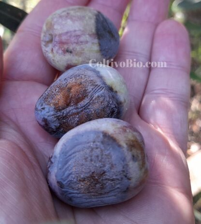 Sintomi di lebbra su frutti di olivo