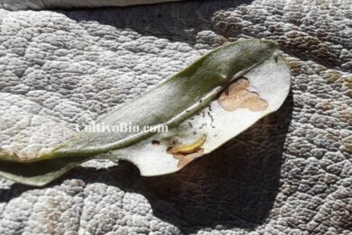 larva di margaronia olivo e relativi danni
