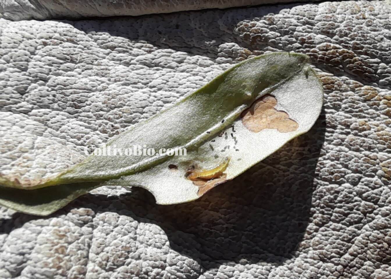 larva di margaronia olivo e relativi danni