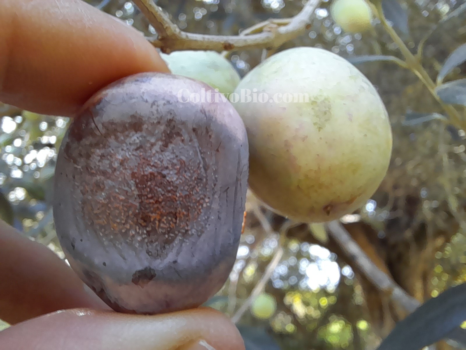 Acervuli di lebbra su frutti di olivo