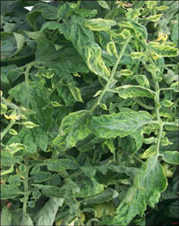 Tomato Yellow Leaf Curl Virus