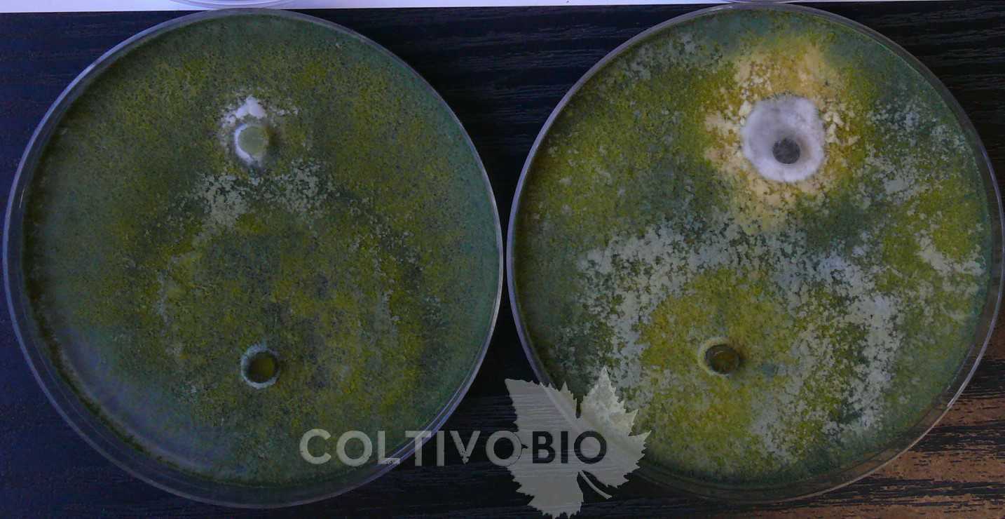Trichoderma gamsii on a Petri dish in dual culture with two pathogens. On the left, Trichoderma has completely overgrown a colony of Verticillium dahliae; on the right, it has completely surrounded and blocked the growth of Pyrenochaeta lycopersici.