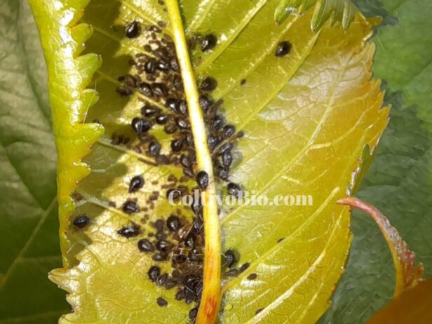 Colonia di afide nero del ciliegio in attiva crescita