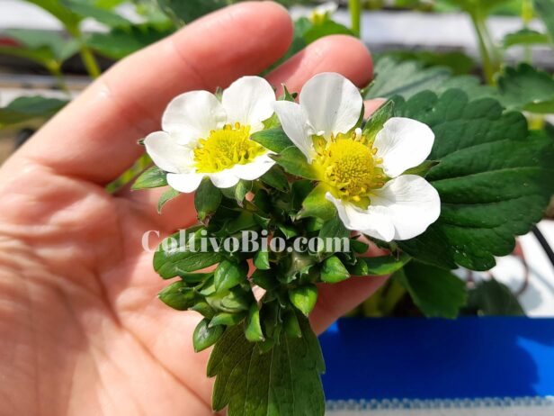 Piante di fragola in perfetta fioritura