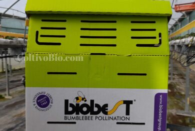 Arnia di bombi utilizzata per la coltivazione delle fragole Fondamentale