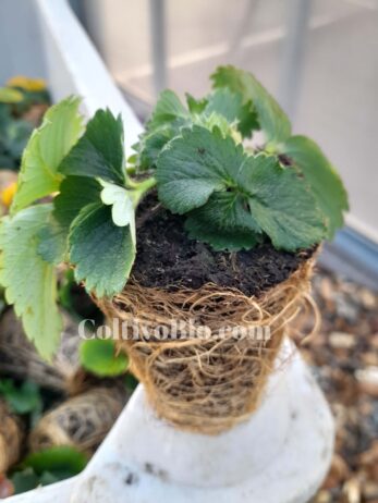 Pianta di fragola Tipologia tray plant