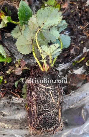 Pianta di fragola a cima radicata