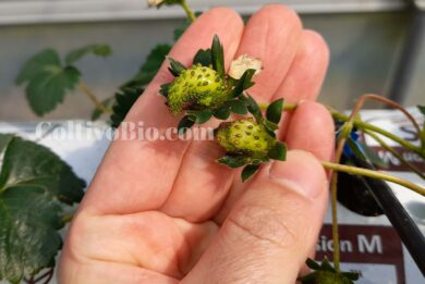 Frutti di fragola con evidenti malformazioni Dovute al difetto di impollinazione