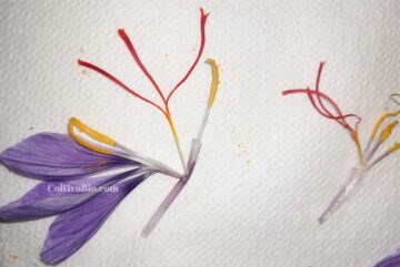 Dettaglio dei fiori di zafferano con evidenza degli stemmi. è la parte rossa che va distaccata ed essiccata