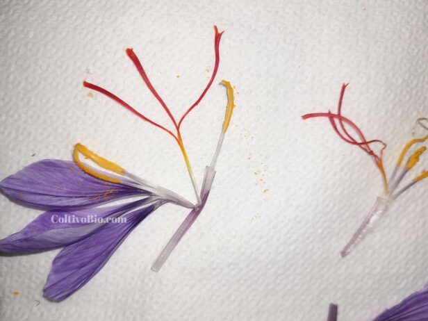 Dettaglio dei fiori di zafferano con evidenza degli stemmi. è la parte rossa che va distaccata ed essiccata