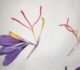 Dettaglio dei fiori di zafferano con evidenza degli stemmi. è la parte rossa che va distaccata ed essiccata