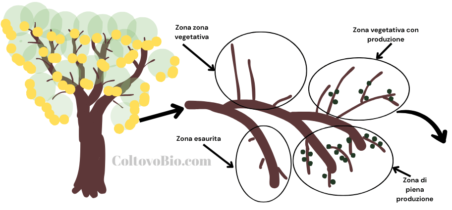 Lo schema mostra il sistema di fruttificazione della pianta d'ulivo dove sulle secondarie si notano le differenti età dei rami e le produzioni