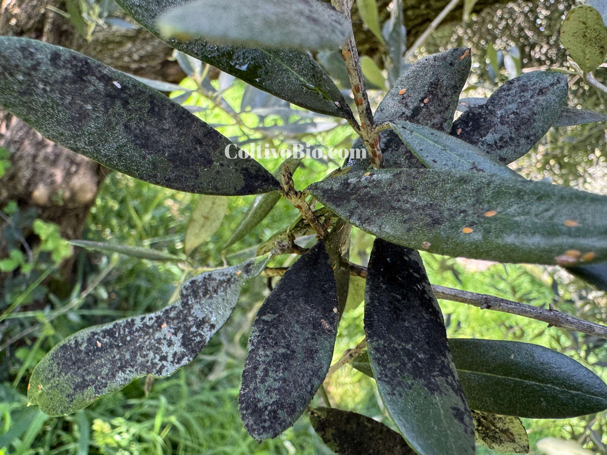Presenza di fumaggine su foglie di olivo dovuta ad un attacco di cocciniglia