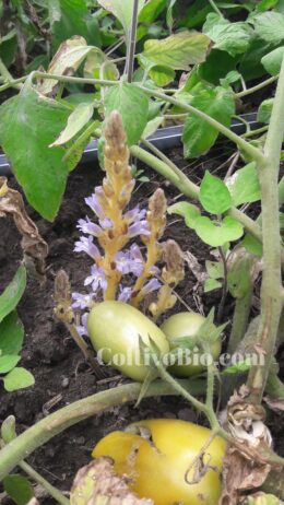 fioritura di orobanche su pomodro