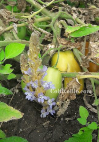 infestazione di di orobanche su pomodro