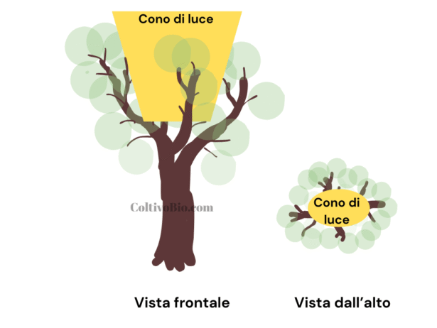 Lo schema mostra la formazione del cono di luce Che si ottiene eliminando La vegilazione al centro della chioma