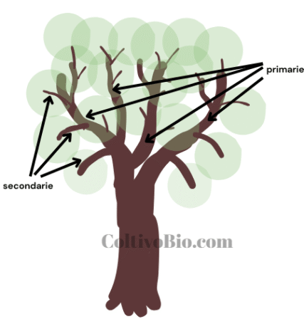 Lo schema mostra la disposizione delle branchie primarie e di quelle secondarie su una pianta con la classica impostazione a vaso