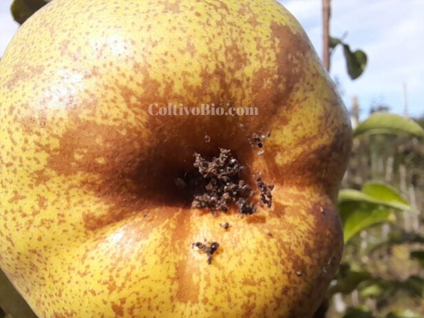 Sintomi di presenza di carpocapsa dalla zona calicina su pero