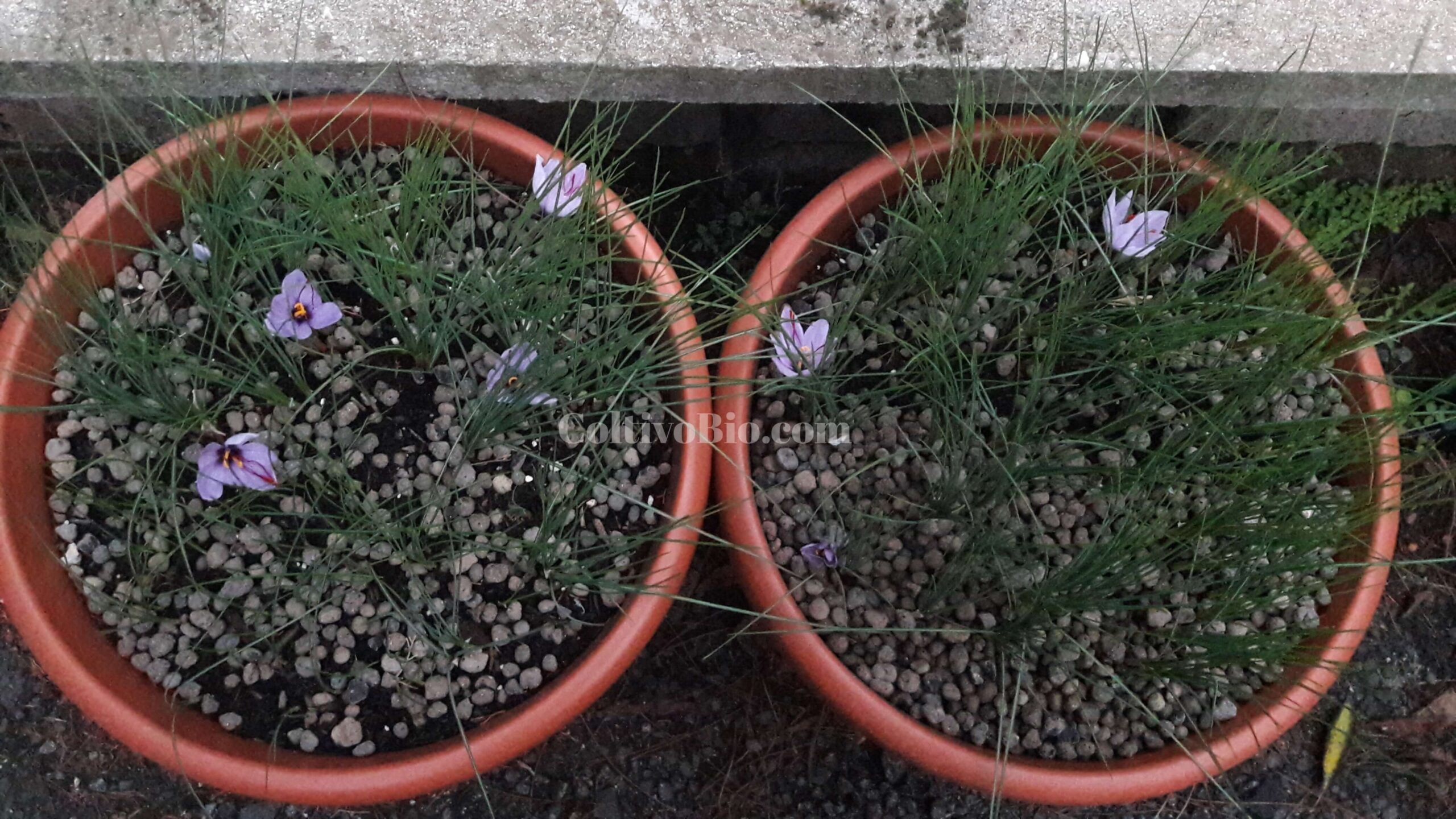 Coltivazione di zafferano in vaso