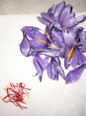 Fiori di Zafferano separati dai suoi stimmi