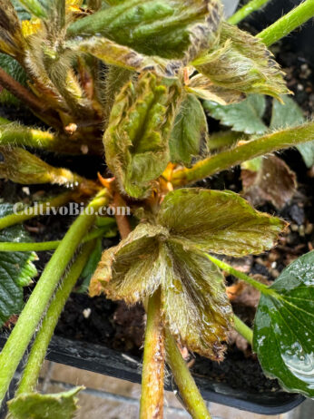 Alla foto mostra una pianta con sintomi di Presenza di Acaro pallido della fragola