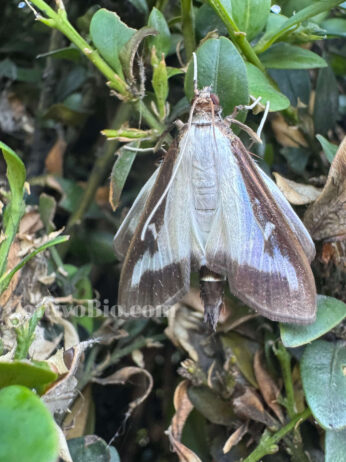 Adult box tree moth (Cydalima perspectalis) resting on a boxwood plant. This invasive pest is responsible for severe defoliation and damage to boxwood shrubs. Adulto di piralide del bosso (*Cydalima perspectalis*) posato sulla vegetazione di bosso. Le larve di questo insetto invasivo possono causare gravi defogliazioni e il deperimento delle piante.