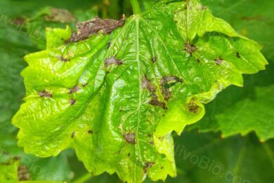 Tipici sintomi di escoriosi sulle foglie, caratterizzati da piccole aree necrotiche di forma angolare 