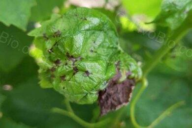 Tipici sintomi di escoriosi sulle foglie, caratterizzati da piccole aree necrotiche di forma angolare che provocano la deformazione delle giovani foglie apicali.