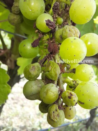 Grappolo adulto di vite colpito da peronospora larvata con acini disseccati, imbruniti e in fase di raggrinzimento.Mature grape cluster affected by latent downy mildew with dried, browned, and shriveled berries.