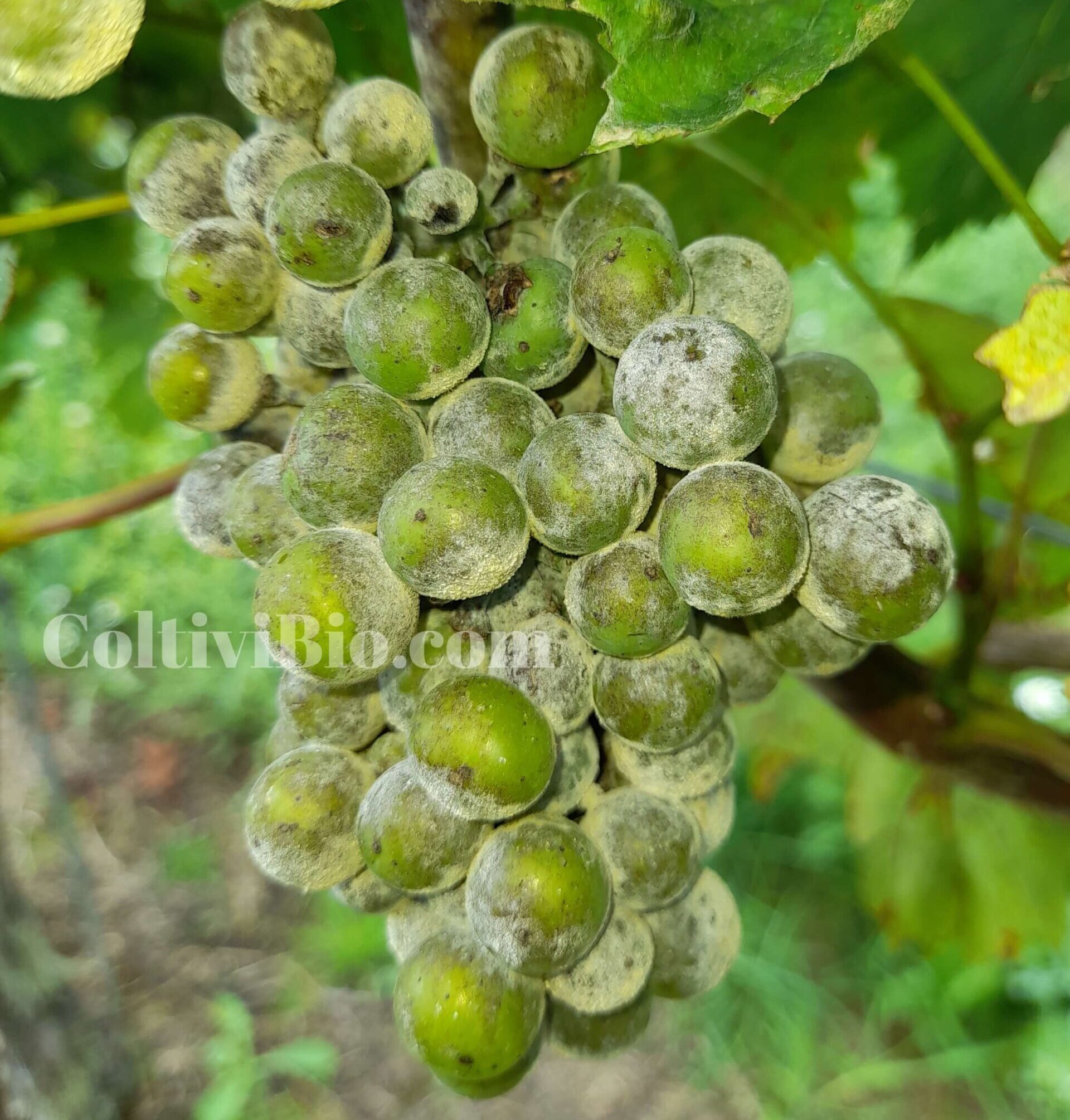Grappolo di vite fortemente attaccato dall'oidio della vite, con abbondante presenza di micelio bianco. Grape cluster severely infected with grapevine powdery mildew, showing abundant white mycelial growth.