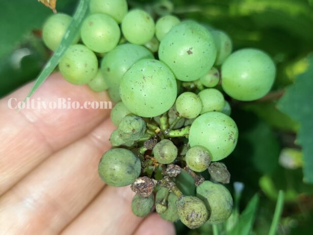 Grappolo adulto di vite colpito da peronospora larvata. Sono visibili i primi imbrunimenti dei tessuti e il raggrinzimento iniziale di alcuni acini, sintomi tipici della fase precoce dell'infezione.Mature grape cluster affected by latent downy mildew. Early tissue browning and initial berry shriveling are visible, indicating the early stage of the infection.