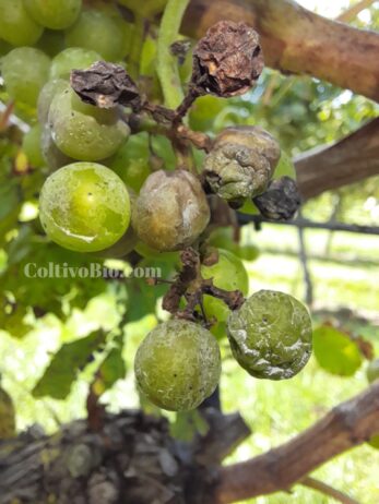 Peronospora larvata con acini in diversi stadi dell'infezione, dalla disidratazione iniziale al completo disseccamento.Latent downy mildew showing berries at different stages of infection, from early dehydration to complete shriveling and drying.