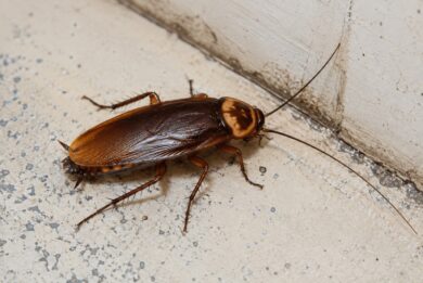 American cockroach (also known as the red cockroach)