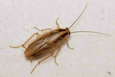 German cockroach (Blattella germanica)