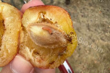 Larva di Cydia del susino all’interno del frutto, con evidenti segni di rosura e attività trofica.