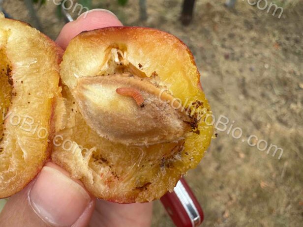 Larva di Cydia del susino all’interno del frutto, con evidenti segni di rosura e attività trofica.