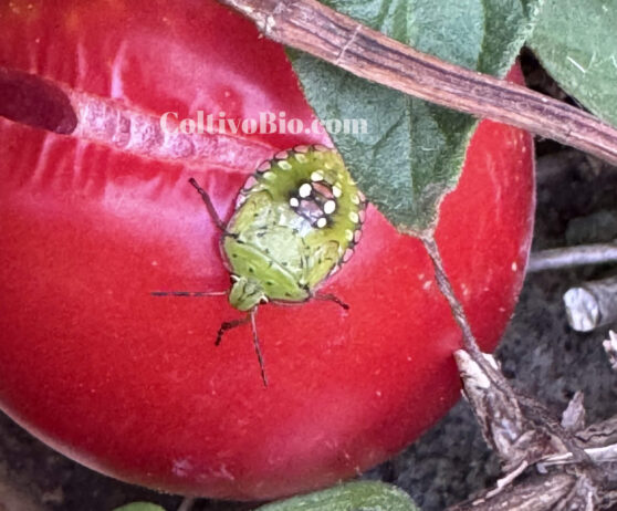 Fifth-instar southern green stink bug nymph
