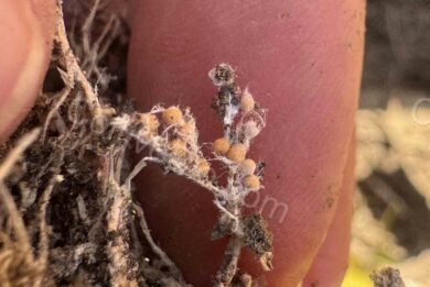 Close-up of southern blight sclerotia.