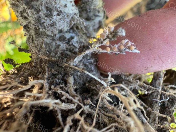 Typical southern blight sclerotia, with an almost perfectly spherical shape.