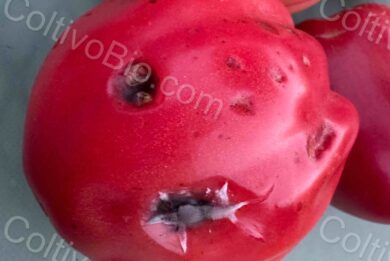 Mature tomato anthracnose lesions with dark concentric rings inside sunken areas